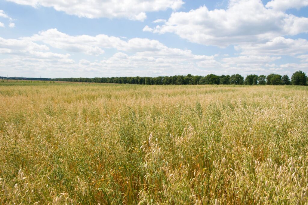 oat